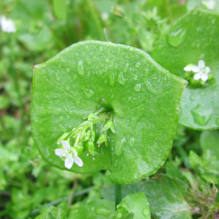 Minerâ€™s Lettuce Claytonia Seeds 