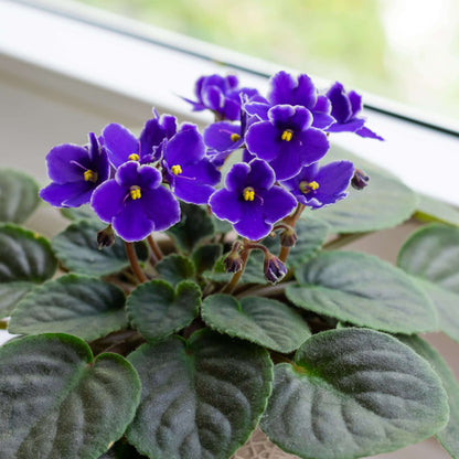 Mini African Violet Seeds - Flower Plant