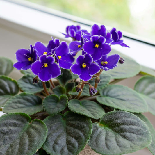 Mini African Violet Seeds - Flower Plant