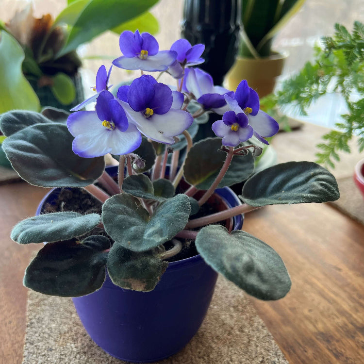 Mini African Violet Seeds - Flower Plant