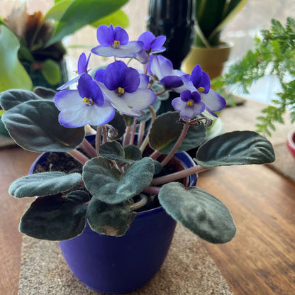 Mini African Violet Seeds - Flower Plant
