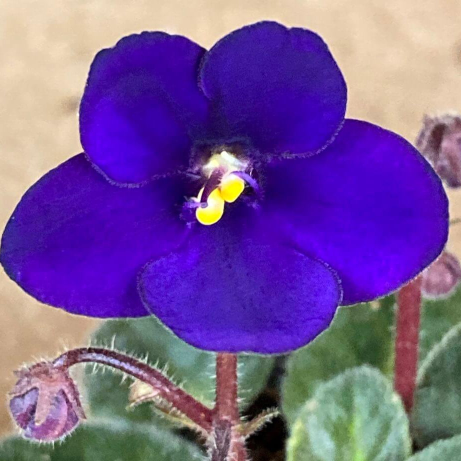 Mini African Violet Seeds - Flower Plant