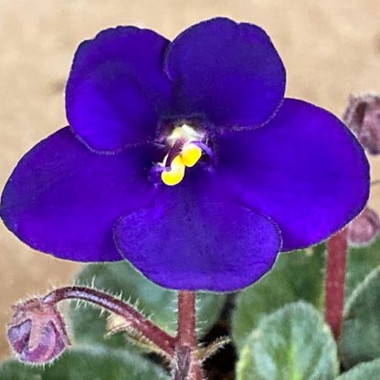 Mini African Violet Seeds - Flower Plant