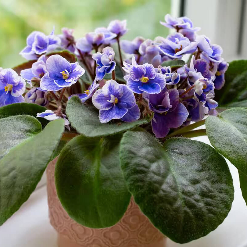 Mini African Violet Seeds - Flower Plant
