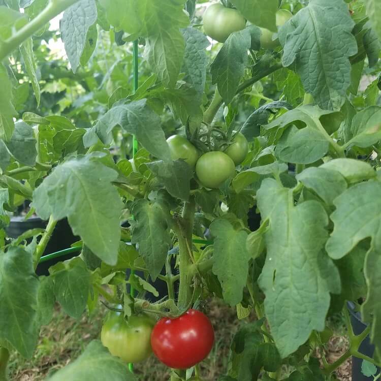 Mini Beefsteak Tomato seeds