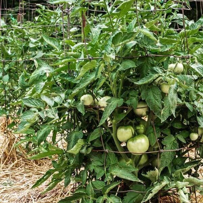 Mini Beefsteak Tomato seeds