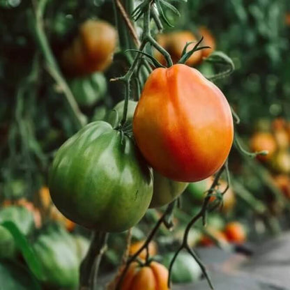 Mini Beefsteak Tomato seeds