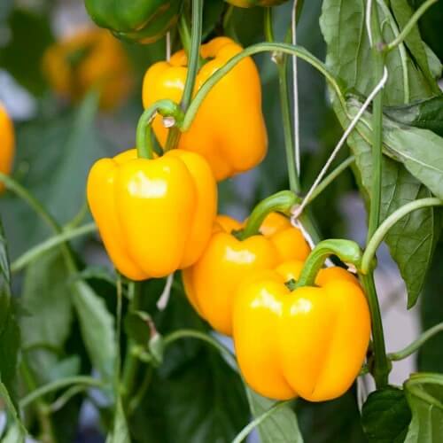Mini Bell Pepper Seeds  - Vegetable Plant