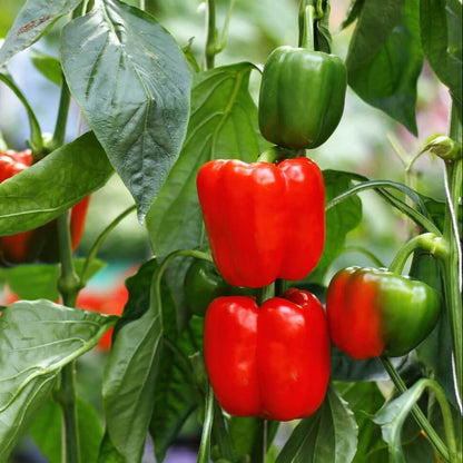 Mini Bell Pepper Seeds  - Vegetable Plant