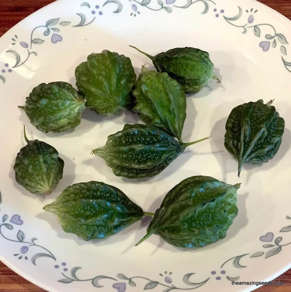 Mini Bitter Melon Seeds