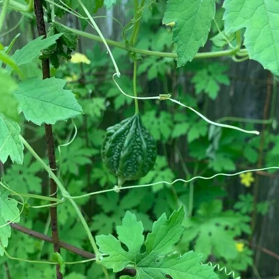 Mini Bitter Melon Seeds