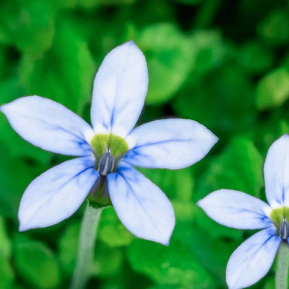 Mini Blue Star Creeper Seeds 