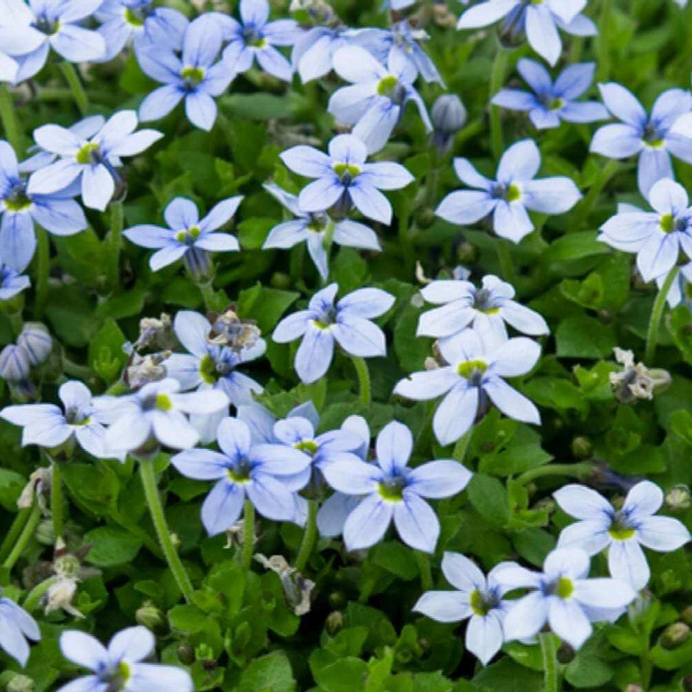 Mini Blue Star Creeper Seeds 