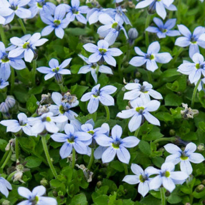 Mini Blue Star Creeper Seeds 