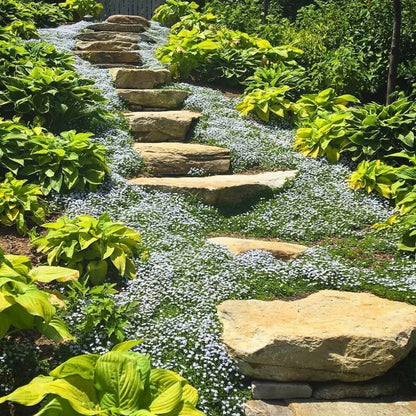 Mini Blue Star Creeper Seeds 