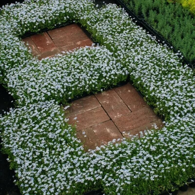 Mini Blue Star Creeper Seeds 