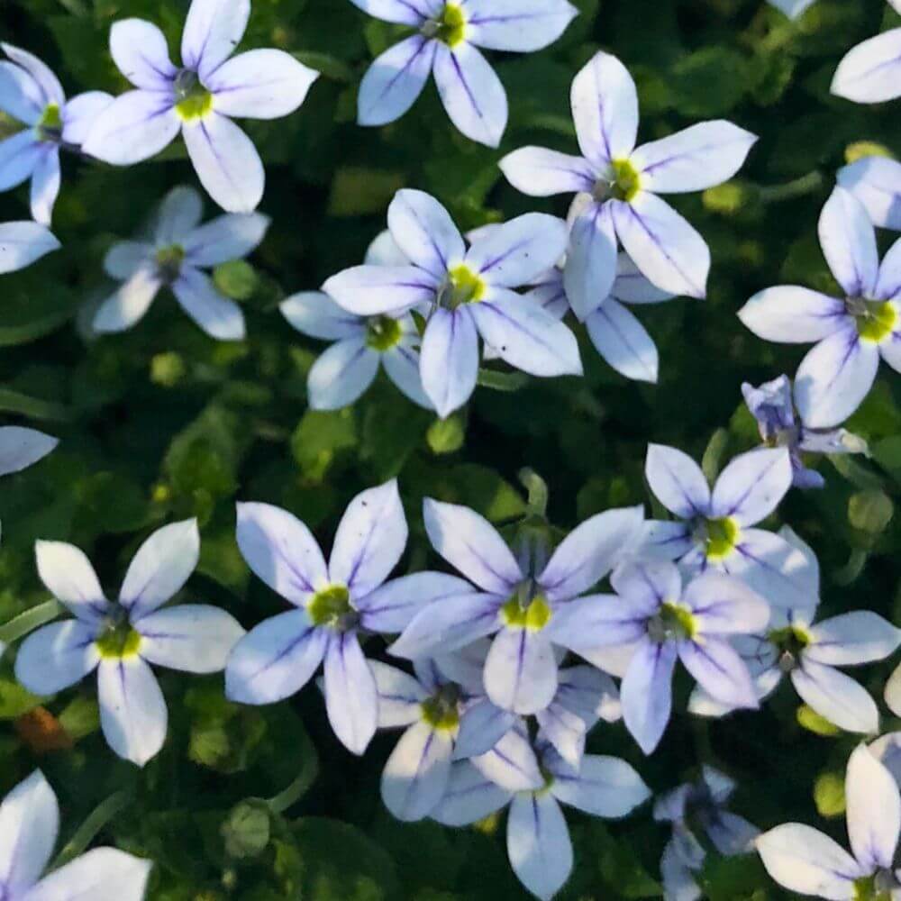 Mini Blue Star Creeper Seeds 