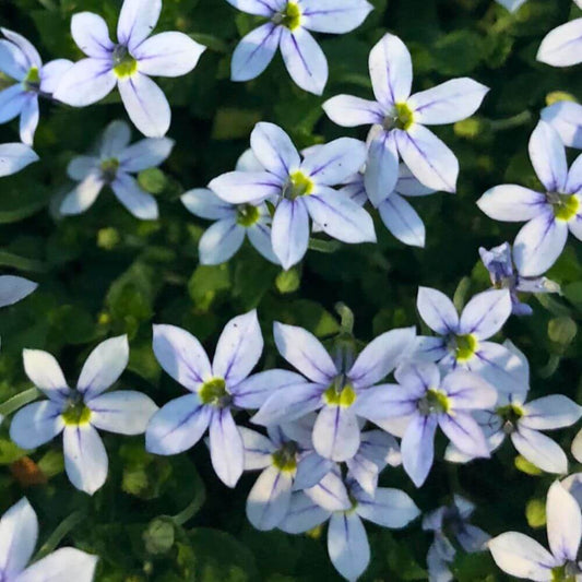 Mini Blue Star Creeper Seeds 