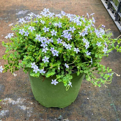 Mini Blue Star Creeper Seeds 
