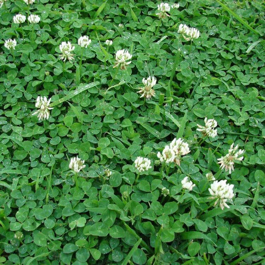 Mini Clover Seeds