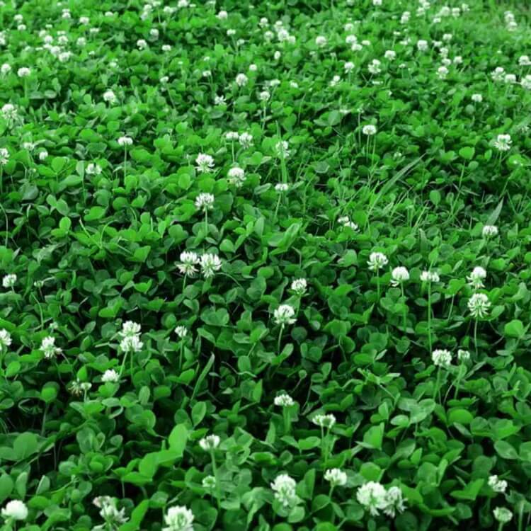Mini Clover Seeds