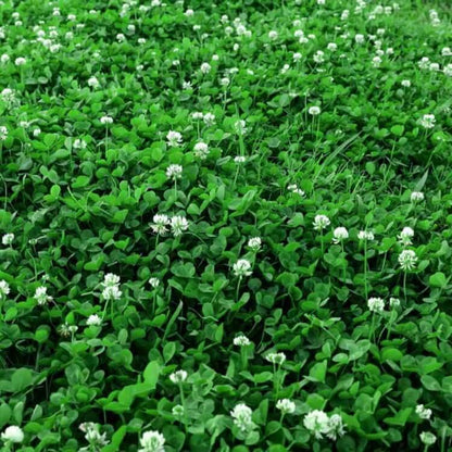 Mini Clover Seeds