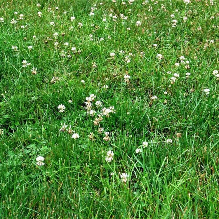 Mini Clover Seeds