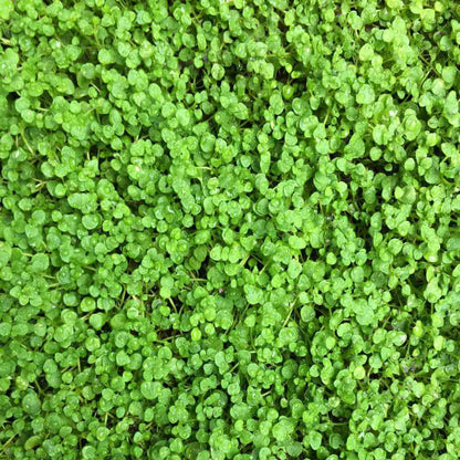 Mini Corsican Mint Seeds