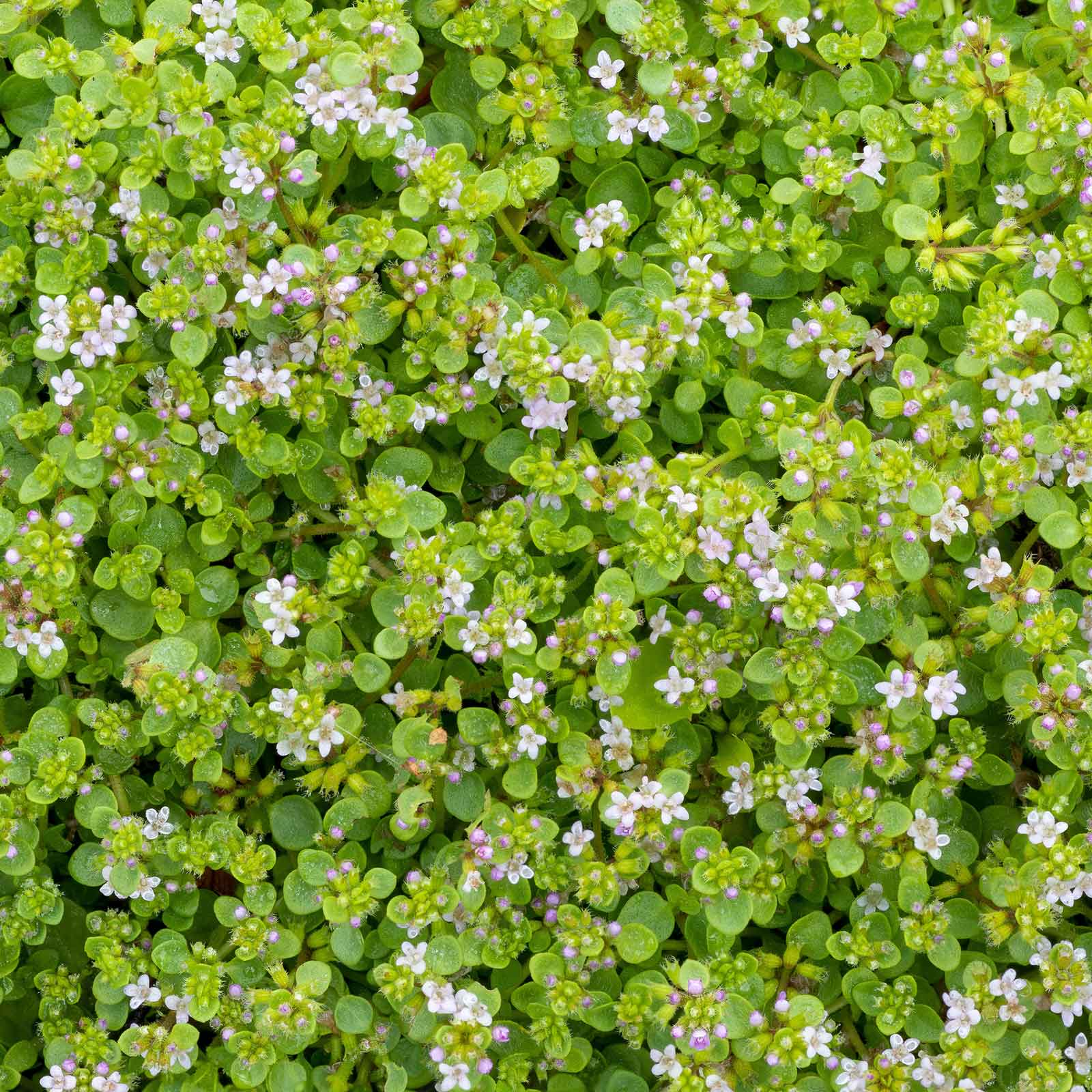 Mini Corsican Mint Seeds