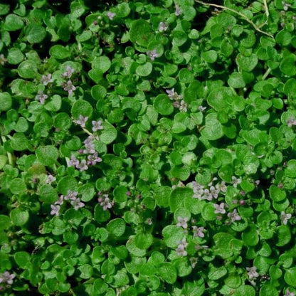 Mini Corsican Mint Seeds
