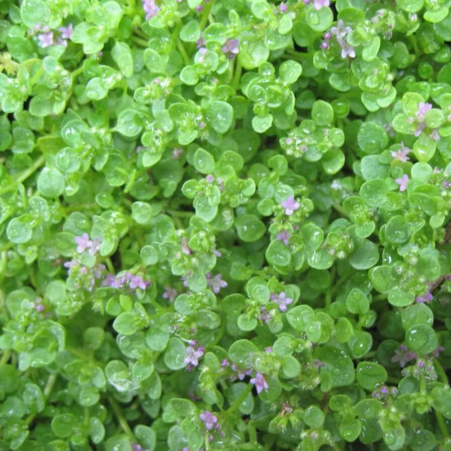 Mini Corsican Mint Seeds