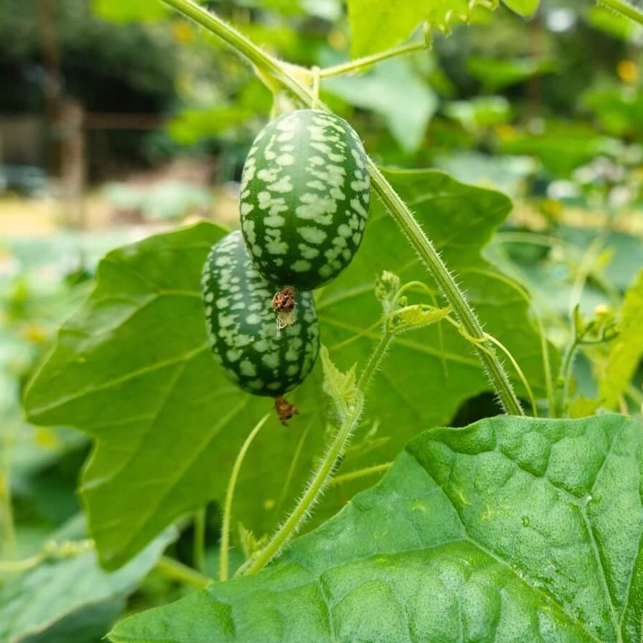 Mini Cucamelon Seeds