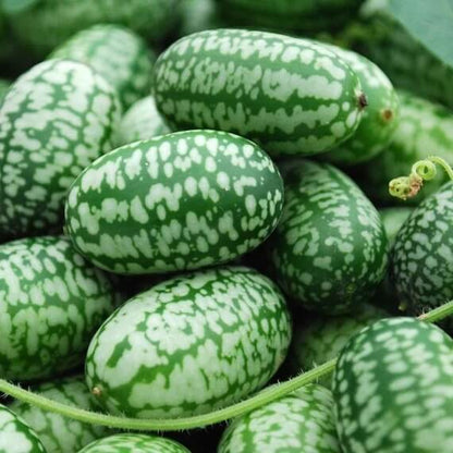 Mini Cucamelon Seeds