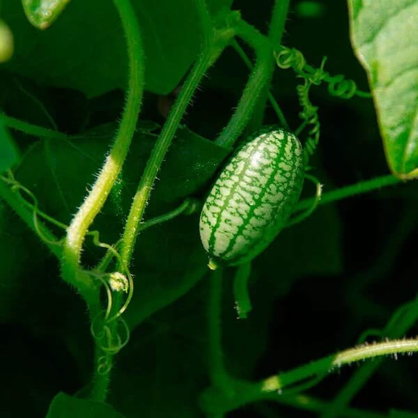 Mini Cucamelon Seeds