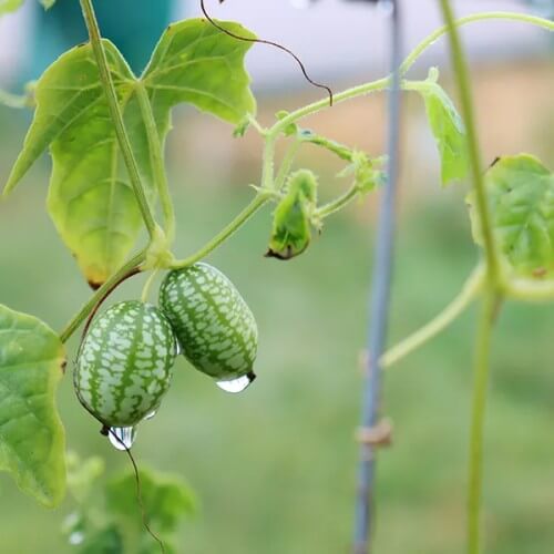 Mini Cucamelon Seeds