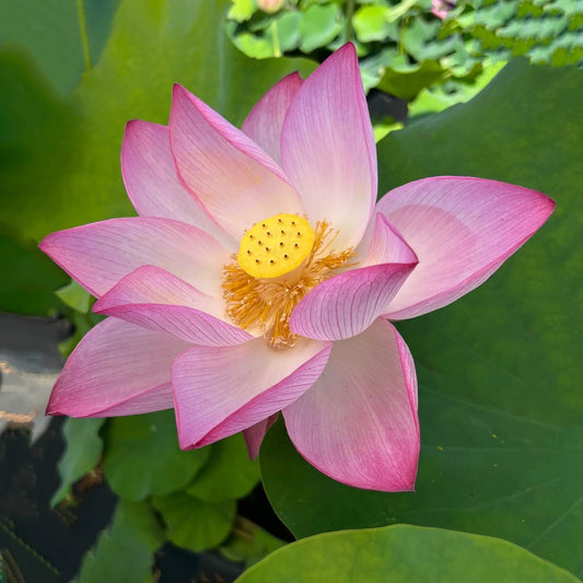 Mini Dwarf Lotus Seeds 