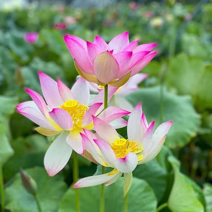 Mini Dwarf Lotus Seeds 