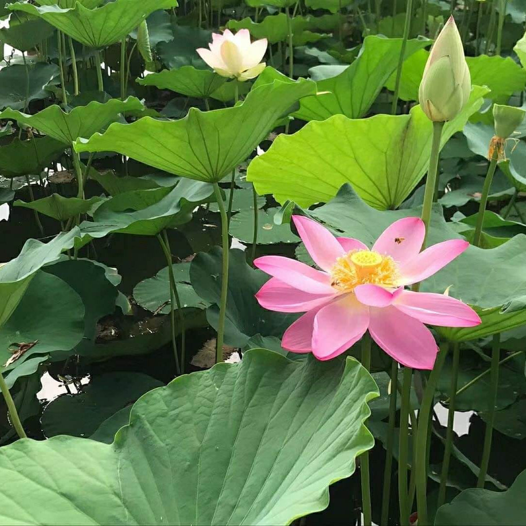 Mini Dwarf Lotus Seeds 