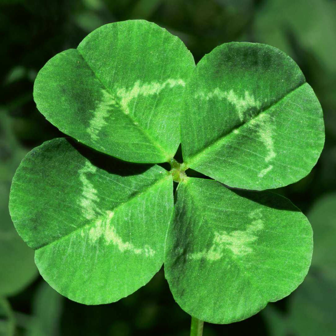 Mini Four Leaf Clover Seeds - Herbal Plant
