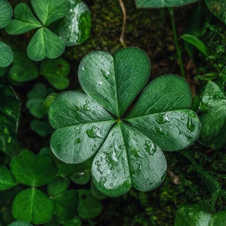 Mini Four Leaf Clover Seeds - Herbal Plant