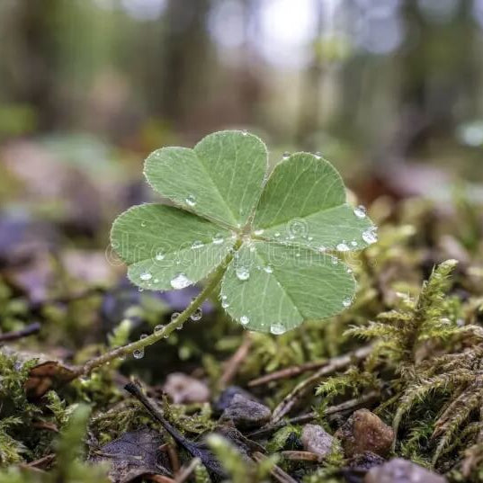 Mini Four Leaf Clover Seeds - Herbal Plant