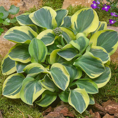 Mini Hosta Seeds