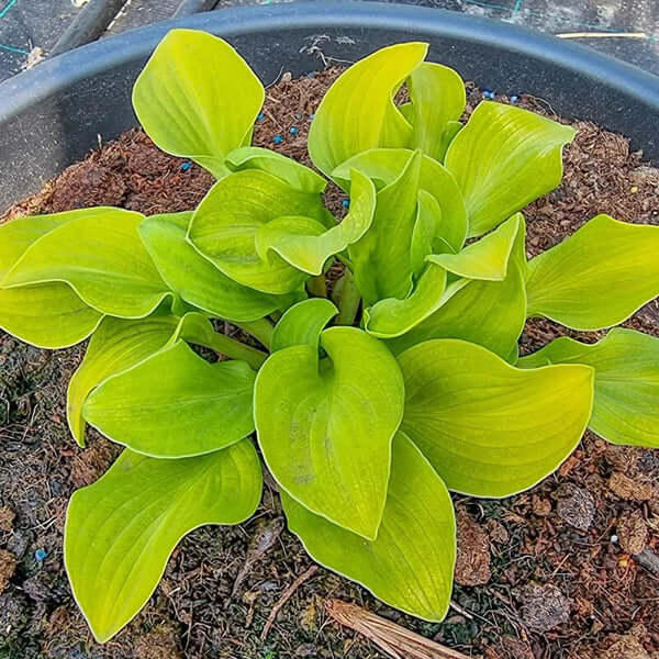 Mini Hosta Seeds