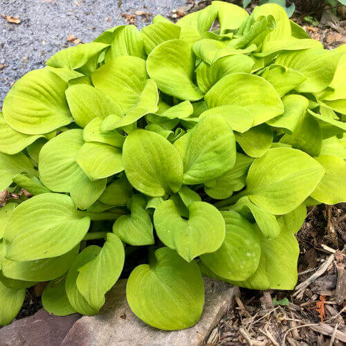 Mini Hosta Seeds