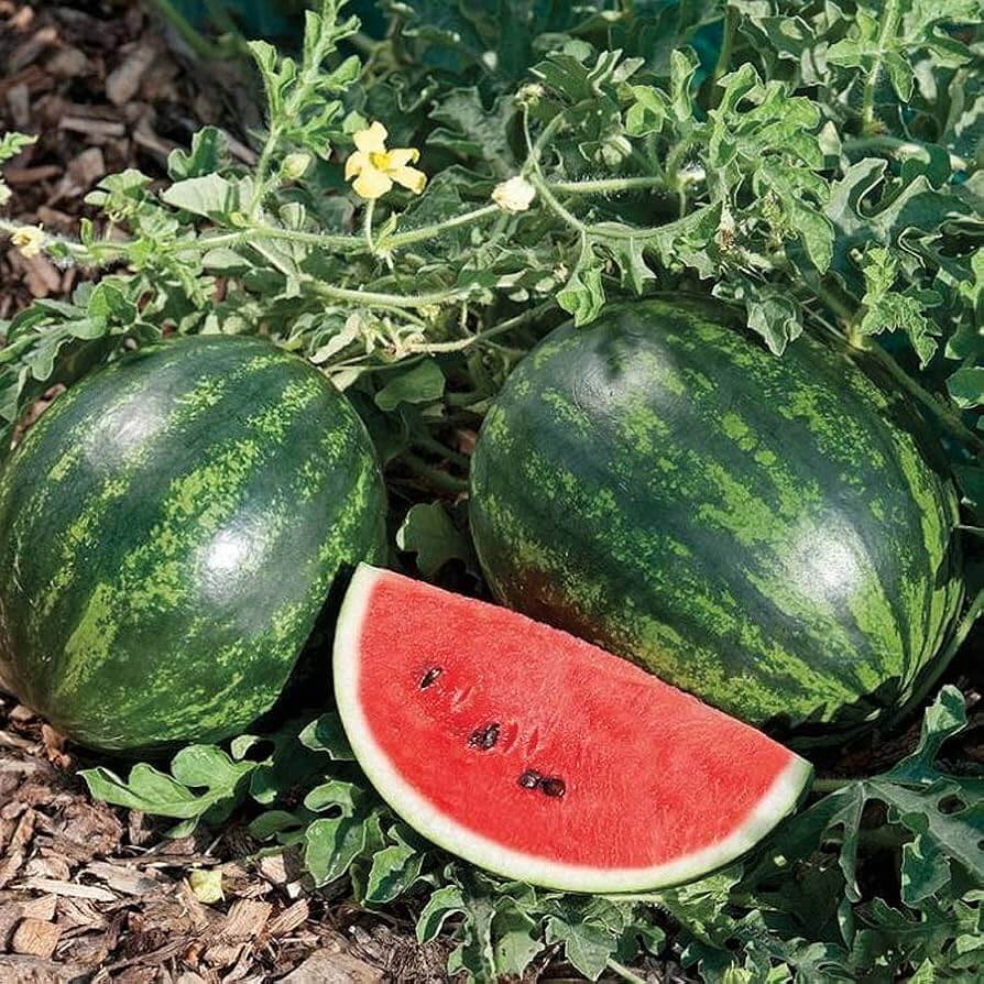 Mini Melon Seeds