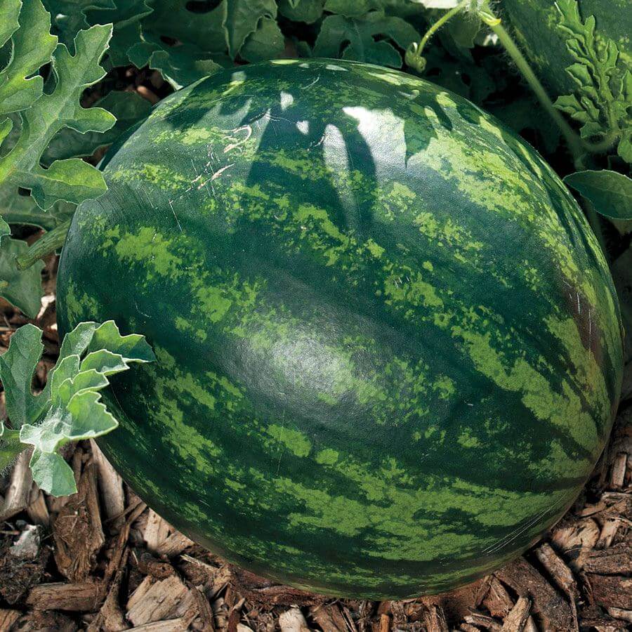 Mini Melon Seeds
