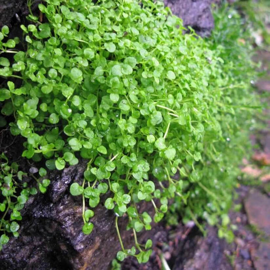 Mini Mint Seeds