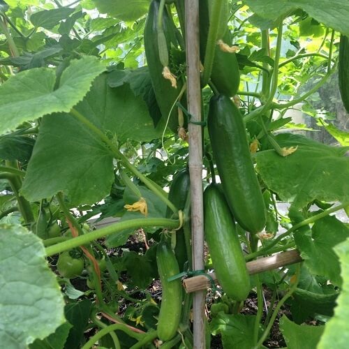 Mini Munch F1 Cucumber Seeds - Heirloom Vegetable Plant for Home Gardens
