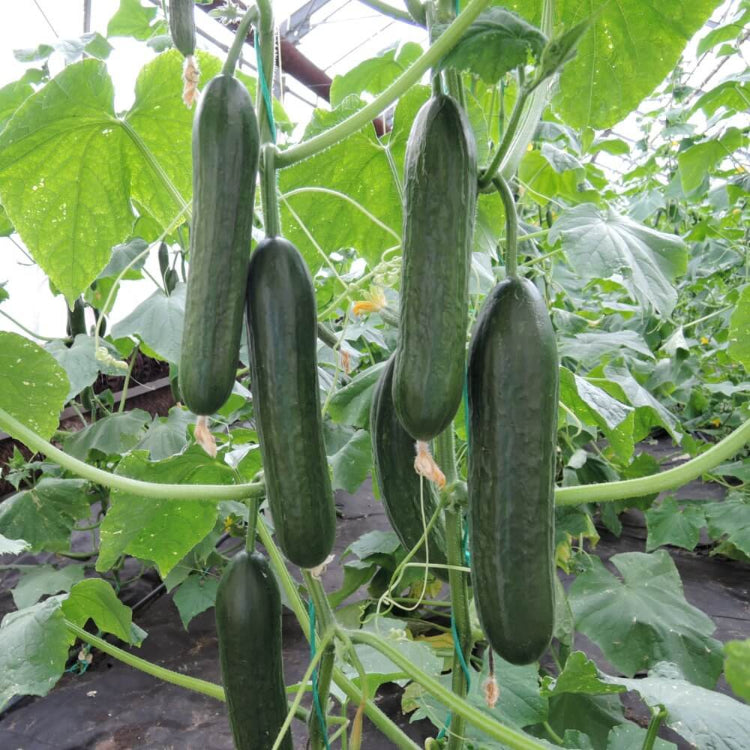 Mini Munch F1 Cucumber Seeds - Heirloom Vegetable Plant for Home Gardens