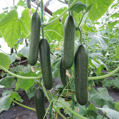 Mini Munch F1 Cucumber Seeds - Heirloom Vegetable Plant for Home Gardens